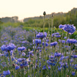 Load image into Gallery viewer, Bachelor's Buttons, 'Florist Blue Boy' – photo 5
