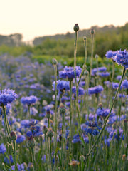 Load image into Gallery viewer, Bachelor's Buttons, 'Florist Blue Boy' – photo 5
