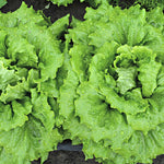 Load image into Gallery viewer, Lettuce, 'La Brillante' – photo 4
