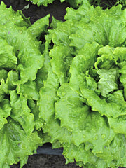 Load image into Gallery viewer, Lettuce, 'La Brillante' – photo 4
