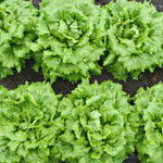 Load image into Gallery viewer, Lettuce, 'La Brillante' – photo 2
