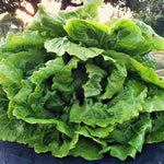 Load image into Gallery viewer, Lettuce, 'La Brillante' – photo 3
