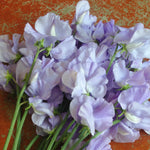 Load image into Gallery viewer, Sweet Pea, 'Bristol' – photo 2

