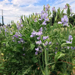 Load image into Gallery viewer, Sweet Pea, 'Bristol' – photo 3
