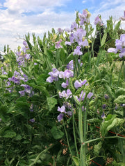 Load image into Gallery viewer, Sweet Pea, 'Bristol' – photo 3
