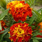 Load image into Gallery viewer, Marigold, 'French Brocade' – photo 3
