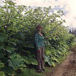 Load image into Gallery viewer, Burdock, 'Takinogawa' – photo 2
