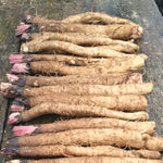 Load image into Gallery viewer, Burdock, 'Takinogawa'
