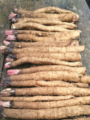 Load image into Gallery viewer, Burdock, 'Takinogawa'
