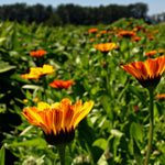 Load image into Gallery viewer, Calendula Mix – photo 2
