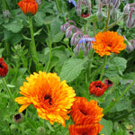 Load image into Gallery viewer, Calendula Mix – photo 3
