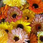 Load image into Gallery viewer, Calendula Mix
