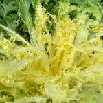 Load image into Gallery viewer, Curly Endive, 'Capriccio'
