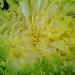 Load image into Gallery viewer, Curly Endive, 'Capriccio' – photo 2
