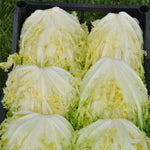 Load image into Gallery viewer, Curly Endive, 'Capriccio' – photo 3
