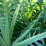 Load image into Gallery viewer, Cardoon, 'Gobbo di Nizza' – photo 3
