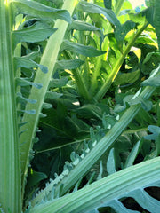 Load image into Gallery viewer, Cardoon, 'Gobbo di Nizza' – photo 3
