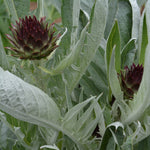 Load image into Gallery viewer, Cardoon, 'Gobbo di Nizza' – photo 2
