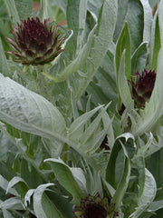 Load image into Gallery viewer, Cardoon, 'Gobbo di Nizza' – photo 2
