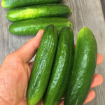 Load image into Gallery viewer, Cucumber, 'Çengelköy' – photo 2
