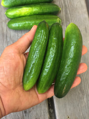 Load image into Gallery viewer, Cucumber, 'Çengelköy' – photo 2
