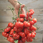 Load image into Gallery viewer, Tomato, 'Ceylon' – photo 2
