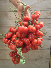 Load image into Gallery viewer, Tomato, 'Ceylon' – photo 2
