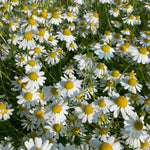 Load image into Gallery viewer, A field of German Chamomile flowers with white petals and yellow centers, blooming in sunlight.
