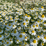 Load image into Gallery viewer, German Chamomile – photo 2
