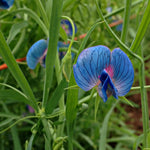 Load image into Gallery viewer, Sweet Pea Sp., 'Azureus' – photo 2
