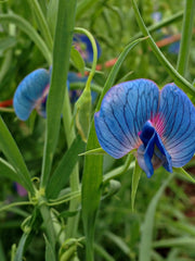 Load image into Gallery viewer, Sweet Pea Sp., 'Azureus' – photo 2
