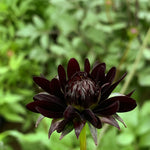 Load image into Gallery viewer, Cosmos, 'Chocolate' – photo 2
