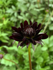 Load image into Gallery viewer, Cosmos, 'Chocolate' – photo 2
