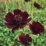 Load image into Gallery viewer, Cosmos, 'Chocolate'

