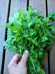 Load image into Gallery viewer, Cilantro, 'Pokey Joe'
