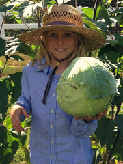 Load image into Gallery viewer, Cabbage, 'Columbia' – photo 2
