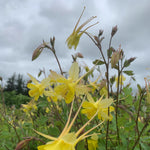 Load image into Gallery viewer, Columbine, 'Longspur'
