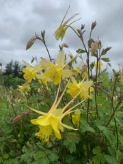 Load image into Gallery viewer, Columbine, 'Longspur'

