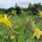 Load image into Gallery viewer, Columbine, 'Longspur' – photo 2
