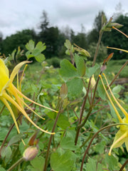 Load image into Gallery viewer, Columbine, 'Longspur' – photo 2
