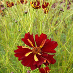 Load image into Gallery viewer, Coreopsis, 'Roulette' – photo 2
