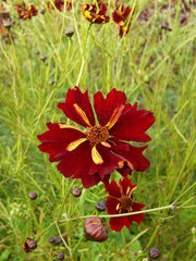 Load image into Gallery viewer, Coreopsis, 'Roulette' – photo 2
