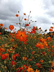 Load image into Gallery viewer, Cosmos, 'Diablo'
