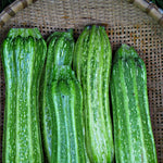 Load image into Gallery viewer, Zucchini, 'Costata Romanesco' – photo 2
