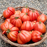 Load image into Gallery viewer, Tomato, 'Cuor di Bue Albenga'
