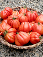 Load image into Gallery viewer, Tomato, 'Cuor di Bue Albenga'
