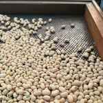 Load image into Gallery viewer, Cowpea, 'Fast Lady Northern/Southern Pea' – photo 3
