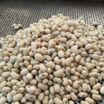 Load image into Gallery viewer, Cowpea, 'Fast Lady Northern/Southern Pea' – photo 2
