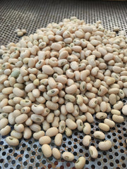 Load image into Gallery viewer, Cowpea, 'Fast Lady Northern/Southern Pea' – photo 2
