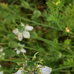 Load image into Gallery viewer, Nigella, 'Black Cumin' – photo 2

